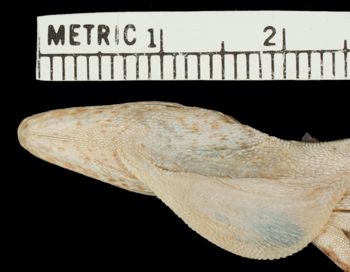 Media type: image;   Herpetology R-159013 Aspect: head ventral